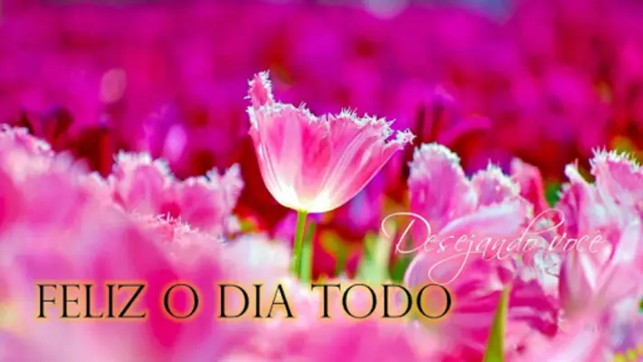 Bom Dia Boa Tarde & Noite Amor android App screenshot 15